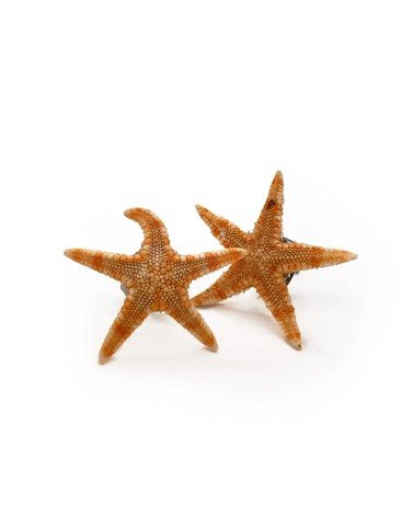 Pendientes pequeños MAR 🌊 ⭐️